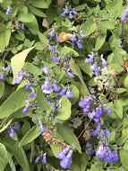 Salvia melissodora (1 qt) | Grape Scented Sage (1 qt)
