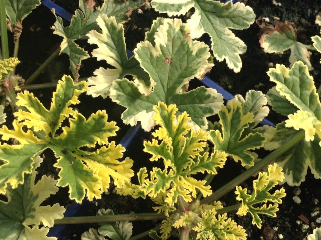 Pelargonium 'Phyllis' | Phyllis Scented Geranium