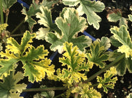Pelargonium 'Phyllis' (4