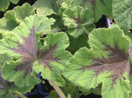 Pelargonium quercifolium 'Chocolate Mint' (4