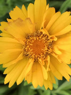 Coreopsis grandiflora 'Early Sunrise' (4