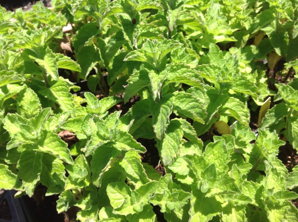 Mentha x piperita 'Grapefruit' (4