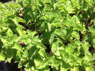 Mentha x piperita 'Grapefruit' (4