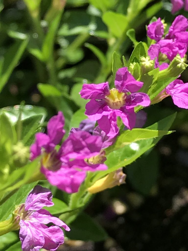 Cuphea hyssopifolia 'Lavender Lace'