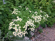 Tanacetum parthenium (4