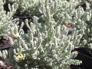 Santolina chamaecyparissus | Lavender Cotton