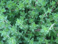 Thymus vulgaris 'English' (4