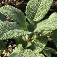 Salvia officinalis 'Grower's Friend' (4