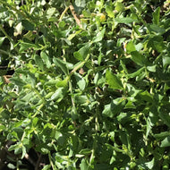 Baccharis pilularis 'Twin Peaks' (1 qt) | Dwarf Coyote Brush (1 qt)