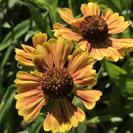 Helenium autumnale 'Salud Embers' (1 qt) | Sneezeweed (1 qt)