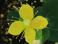 Hypericum inodorum 'Miracle Horizon' (1 qt) | St. Johns Wort (1 qt)