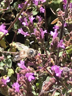 Origanum microphyllum 'Dawn'  (1 qt) | Dawn Ornamental Oregano (1 qt)