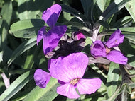 Erysimum linifolium 'Bowles Me Away' | Bowles Me Away Wallflower