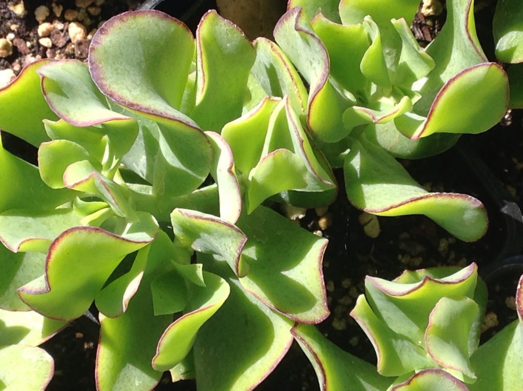wavy jade plant Crassula arborescens 'Curly Green' (4")