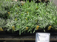 Lavandula x intermedia 'Grappenhall' (4