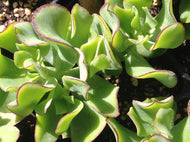 Crassula arborescens 'Curly Green' (4