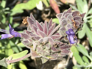 Salvia 'Pozo Blue' (1 qt) | Grey Musk Sage (1 qt)