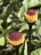 Spilanthes oleracea 'Lemon Drop' (4