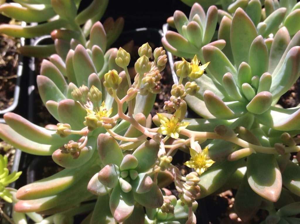 carnicolor succulent Sedum adolphii 'Carnicolor' (4
