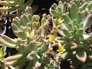 Sedum adolphii 'Carnicolor' (4