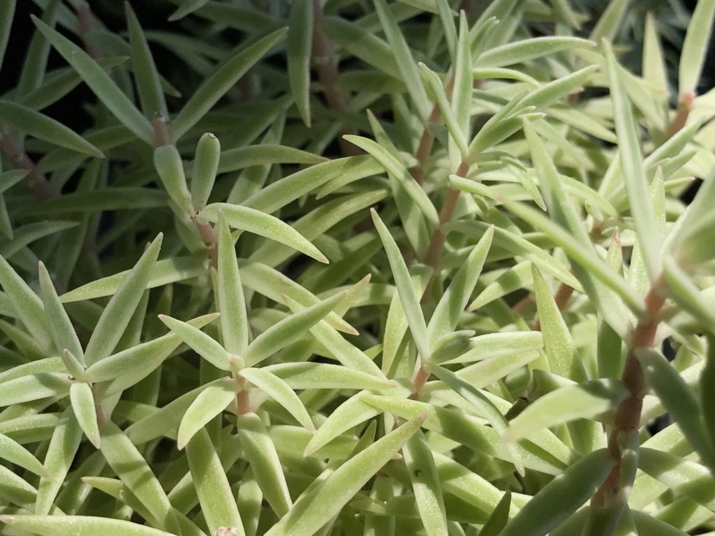 sea urchin succulent plant Sedum lineare 'Sea Urchin' (1 qt)