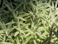 Sedum lineare 'Sea Urchin' (1 qt) | Needle Stonecrop (1 qt)