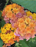 Lantana camara 'Miss Huff' | Miss Huff Hardy Lantana