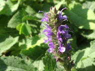 Salvia x sylvestris 'Blue Hill' (4