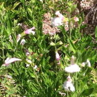 Salvia greggii 'Teresa' (1 qt) | Teresa Autumn Sage (1 qt)