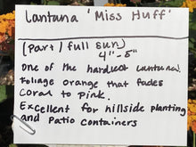 Load image into Gallery viewer, Lantana camara &#39;Miss Huff&#39; | Miss Huff Hardy Lantana
