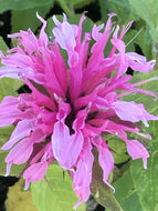 Monarda didyma 'Balmy Pink' (1 qt) | Balmy Pink Bee Balm (1 qt)