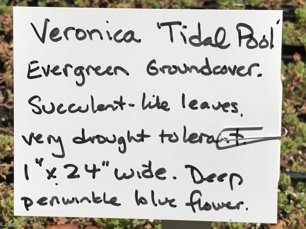 Veronica 'Tidal Pool' | Tidal Pool Prostrate Speedwell