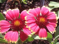 Gaillardia 'Sunset Mexican' | Sunset Mexican Blanket Flower