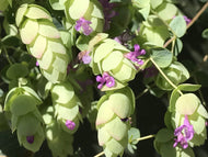 Origanum 'Amethyst Falls' | Amethyst Falls Ornamental Oregano