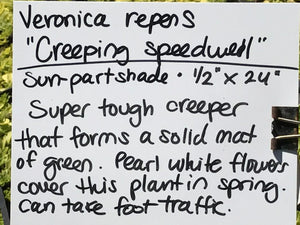 Veronica repens | Creeping Speedwell