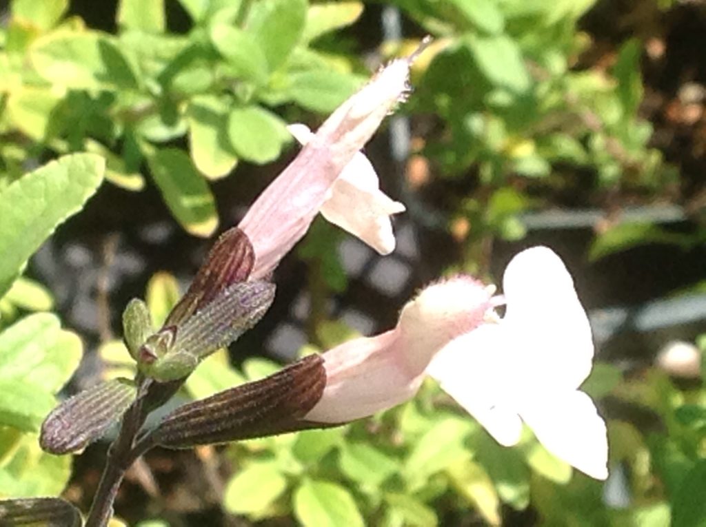 Salvia microphylla x greggii 'Heatwave Glimmer' (1 qt) | Heatwave Glimmer Sage (1 qt)