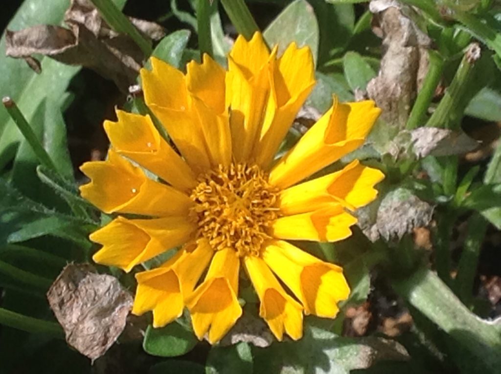 Coreopsis 'Jethro Tull' (1qt) | Jethro Tull Fluted Tickseed (1qt)