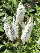 Load image into Gallery viewer, Veronica longifolia &#39;First Lady&#39; (1 qt) | First Lady Speedwell (1 qt)
