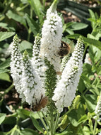 Veronica longifolia 'First Lady' (1 qt) | First Lady Speedwell (1 qt)