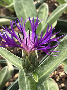 Centaurea montana 'Amethyst Dream' (1 qt) |  Purple Bachelor's Button (1 qt)