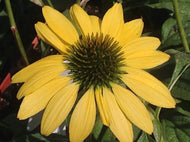 Echinacea purpurea x 'Leilani' (1 qt) | Leilani Coneflower (1 qt)