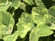 Load image into Gallery viewer, Plectranthus &#39;Lemon Twist&#39; (1 qt) | Lemon Twist Swedish Ivy (1 qt)

