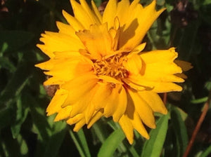 Coreopsis grandiflora 'Rising Sun' | Rising Sun Tickseed