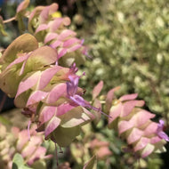 Origanum 'Barbara Tingey' (1 qt) | Barbara Tingey Oregano (1 qt)