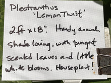 Load image into Gallery viewer, Plectranthus &#39;Lemon Twist&#39; (1 qt) | Lemon Twist Swedish Ivy (1 qt)
