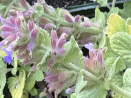 Nepeta 'Purple Haze' (1 qt) | Purple Haze Catmint (1 qt)