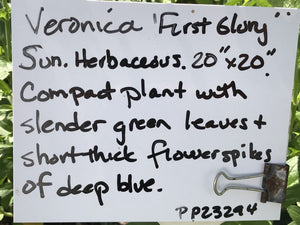 Veronica longifolia 'First Glory' (1 qt) | First Glory Speedwell (1 qt)