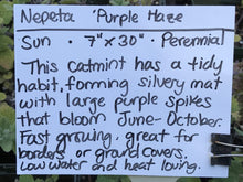 Load image into Gallery viewer, Nepeta &#39;Purple Haze&#39; (1 qt) | Purple Haze Catmint (1 qt)
