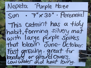 Nepeta 'Purple Haze' (1 qt) | Purple Haze Catmint (1 qt)