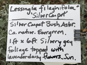 Lessingia filaginifolia ‘Silver Carpet’ (1 qt) | Silver Carpet Aster (1 qt)